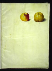 Malus domestica (pommier commun)