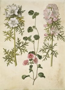 Malva moschata (mauve musquée); Malva ou Malope (espèce de mauve ou malope)