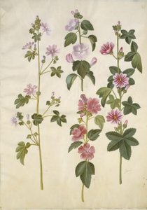 Malva sylvestris (mauve sylvestre); Lavatera thuringiaca (lavatère de Thuringe)
