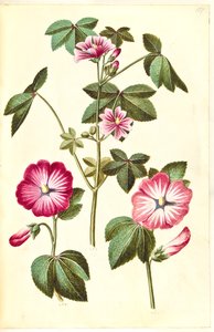 Malva sylvestris (mauve commune); Lavatera trimestris (lavatère annuelle)