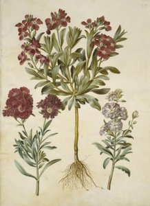 Matthiola incana (giroflée d