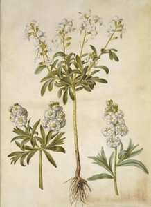 Matthiola incana (vinter-levkøj) - Hans Simon Holtzbecker