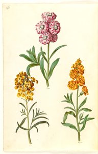 Matthiola incana (giroflée des jardins); Erysimum cheiri (giroflée jaune)