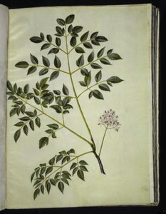 Melia azedarach (arbre paternoster)