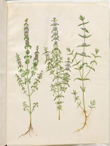 Mentha pulegium (menthe pouliot); Mentha cervina (menthe des cerfs); Mentha (espèce de menthe) - Hans Simon Holtzbecker