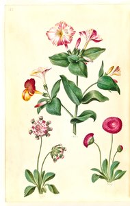 Mirabilis jalapa (belle de nuit); Bellis perennis (pâquerette) - Hans Simon Holtzbecker