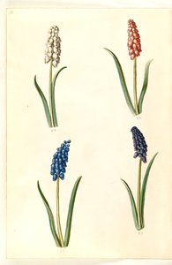 Muscari botryoides (jacinthe perle commune)