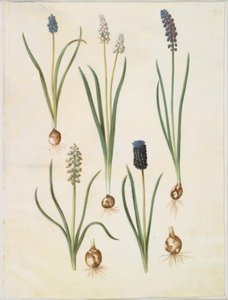 Muscari botryoides (muscari à grappes); Muscari racemosum (muscari musqué); Muscari neglectum