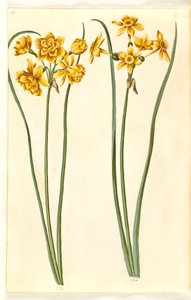 Narcisse jonquilla (siv-narcis)
