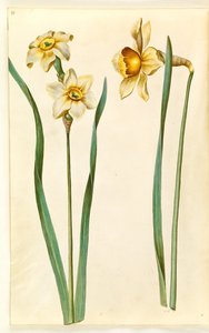Narcissus ×medioluteus (narcisse à deux fleurs); Narcissus ×incomparabilis (narcisse de jardin)