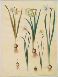 Narcissus ×medioluteus (narcisse à deux fleurs); Narcissus pseudonarcissus; Narcissus (narcisse); Narcissus poeticus (narcisse des poètes); Narcissus ×tenuior