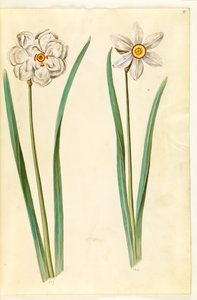 Narcisse poétique (pinselilje) - Hans Simon Holtzbecker