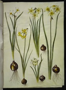 Narcissus poeticus; Narcissus triandrus; Narcissus ×medioluteus - Hans Simon Holtzbecker