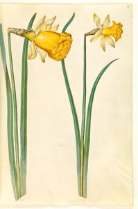 Narcissus pseudonarcissus (jonquille)