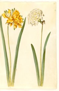 Narcissus pseudonarcissus (jonquille)