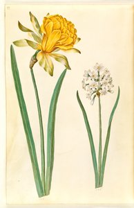 Narcissus pseudonarcissus (jonquille); Narcissus tazetta (narcisse tazetta)