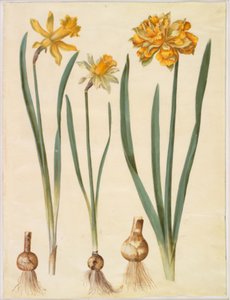 Narcissus pseudonarcissus major (grande jonquille); Narcissus pseudonarcissus bicolor (jonquille bicolore); Narcissus pseudonarcissus