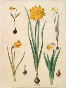 Narcissus pseudonarcissus minor; Narcissus pseudonarcissus (jonquille); Narcissus ×tenuior; Narcissus bulbocodium (narcisse crinoline); Narcissus pseudonarcissus bicolor (jonquille bicolore)