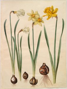 Narcissus pseudonarcissus moschatus (narcisse musqué); Narcissus ×medioluteus (narcisse à deux fleurs); Narcissus pseudonarcissus major (grande jonquille)