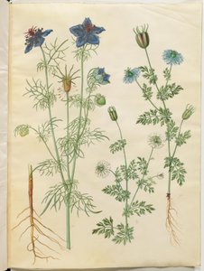 Nigella hispanica (nigelle d
