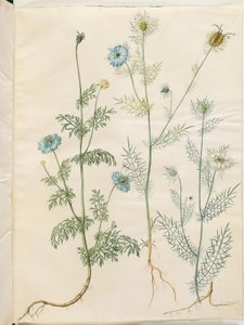 Nigella sativa (cumin noir); Nigella damascena (nigelle de Damas) - Hans Simon Holtzbecker