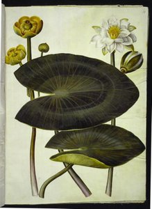 Nuphar lutea (nénuphar jaune); Nymphaea alba (nénuphar blanc)