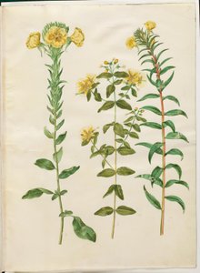 Oenothera biennis (onagre bisannuelle); Hypericum hircinum (millepertuis puant); Oenothera rubricaulis (onagre à tige rouge) - Hans Simon Holtzbecker