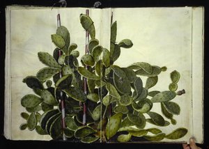 Opuntia ficus-indica, Opuntia humifusa ou Opuntia monacantha (espèce de figuier de Barbarie) - Hans Simon Holtzbecker