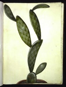 Opuntia monacantha (figuier de Barbarie) - Hans Simon Holtzbecker