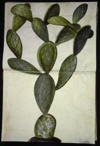 Opuntia monacantha (figuier de Barbarie) - Hans Simon Holtzbecker