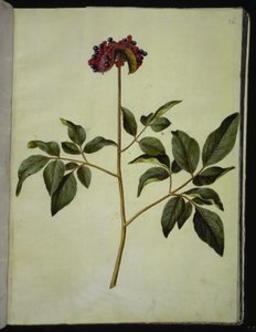 Paeonia mascula (pivoine mâle) - Hans Simon Holtzbecker