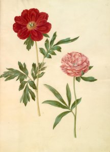 Paeonia officinalis (pivoine officinale) - Hans Simon Holtzbecker