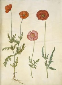 Papaver dubium (coquelicot des champs); Papaver rhoeas (coquelicot) - Hans Simon Holtzbecker