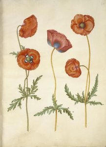 Papaver rhoeas (coquelicot) - Hans Simon Holtzbecker