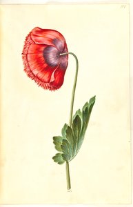 Papaver somniferum (pavot à opium) - Hans Simon Holtzbecker