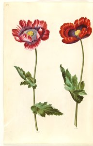 Papaver somniferum (pavot à opium) - Hans Simon Holtzbecker