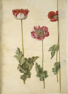 Papaver somniferum (pavot à opium) - Hans Simon Holtzbecker