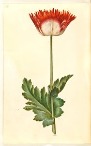 Papaver somniferum (pavot à opium) - Hans Simon Holtzbecker