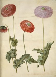 Papaver somniferum (pavot à opium) - Hans Simon Holtzbecker