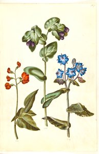 Phaseolus coccineus (haricot d