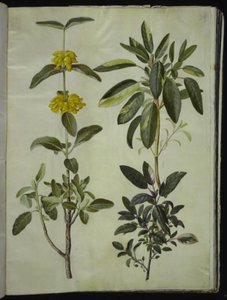 Phlomis fruticosa (queue de lion commune); Salvia officinalis (sauge officinale) - Hans Simon Holtzbecker