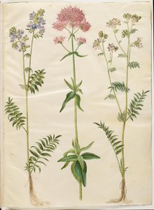 Polemonium caeruleum (échelle de Jacob); Centranthus ruber (valériane rouge)