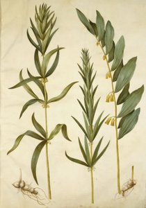 Polygonatum verticillatum (sceau de Salomon verticillé); Polygonatum multiflorum (grand sceau de Salomon) - Hans Simon Holtzbecker