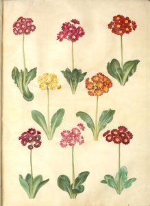 Primula ×pubescens (auricule de jardin) - Hans Simon Holtzbecker