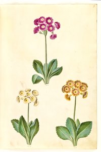 Primula ×pubescens (auricule de jardin)