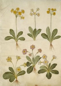 Primula veris (hybride de primevère officinale); Primula vulgaris (hybride de primevère commune) - Hans Simon Holtzbecker
