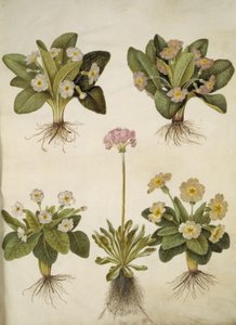 Primula vulgaris (hybride de primevère à grandes fleurs); Primula farinosa (primevère farineuse) - Hans Simon Holtzbecker