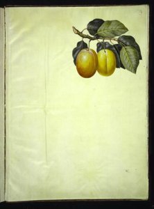 Prunus domestica (prune) - Hans Simon Holtzbecker