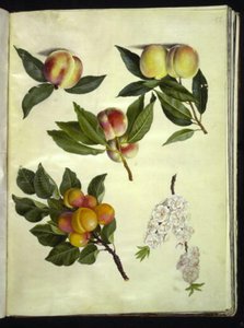 Prunus persica (pêcher); Prunus armeniaca (abricotier commun) - Hans Simon Holtzbecker