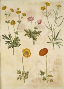 Ranunculus acris (renoncule âcre); Anemone nemorosa (anémone des bois); Ranunculus illyricus (renoncule d